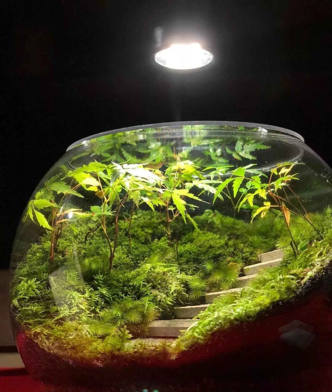 Diy微景观 只需一秒变废为宝 龙巅水草 微信公众号文章阅读 Wemp