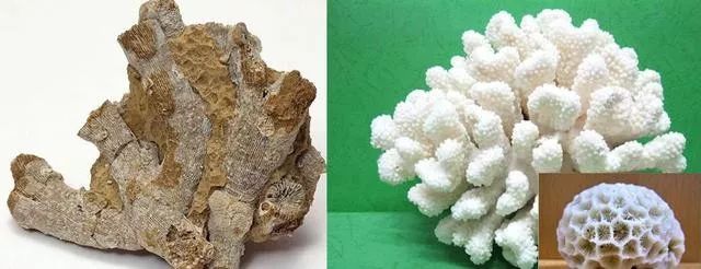 香薰石放入鱼缸造景对鱼有没有害_鱼缸石造景_青千层石鱼缸造景