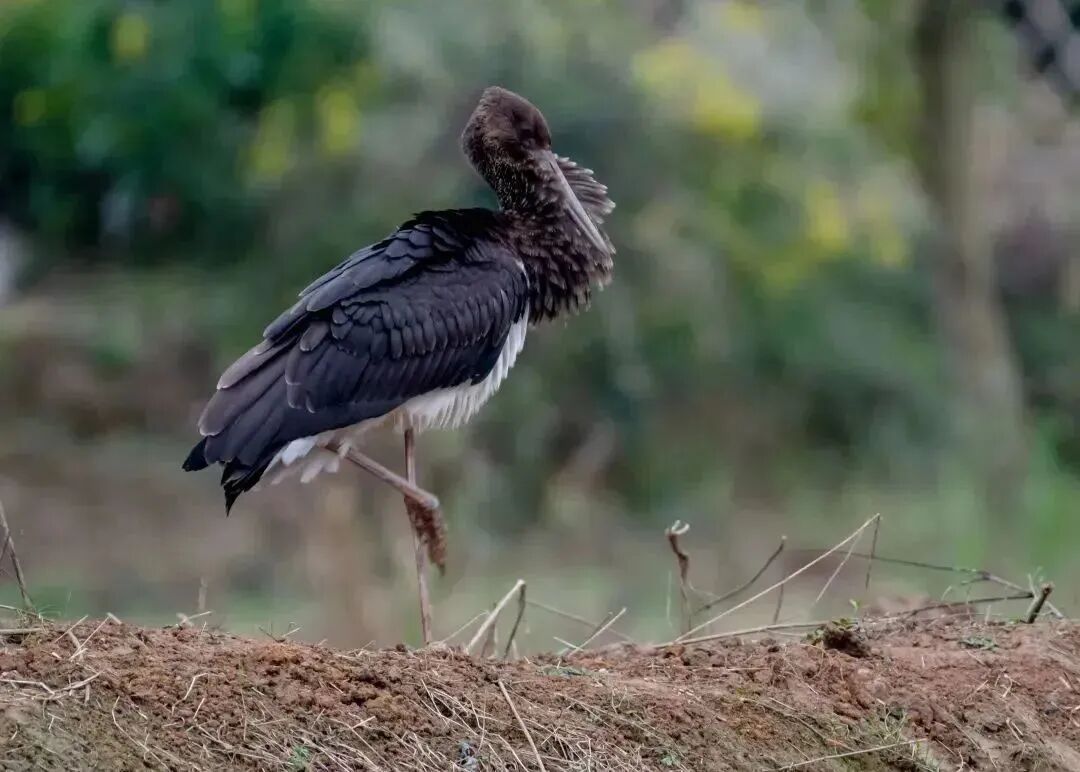 让我们进入邛崃"生物多样性的世界"