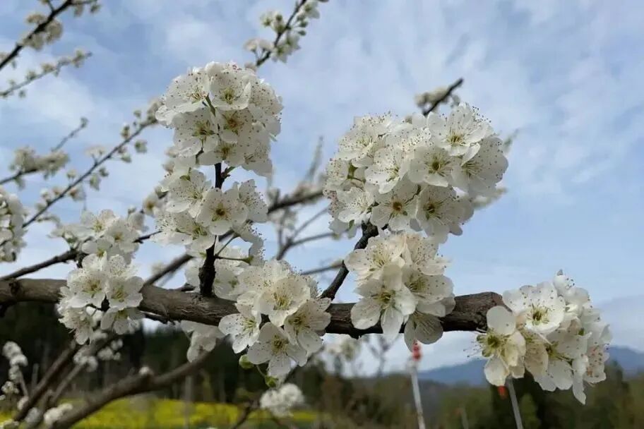 天台山:一座山的生物多样性