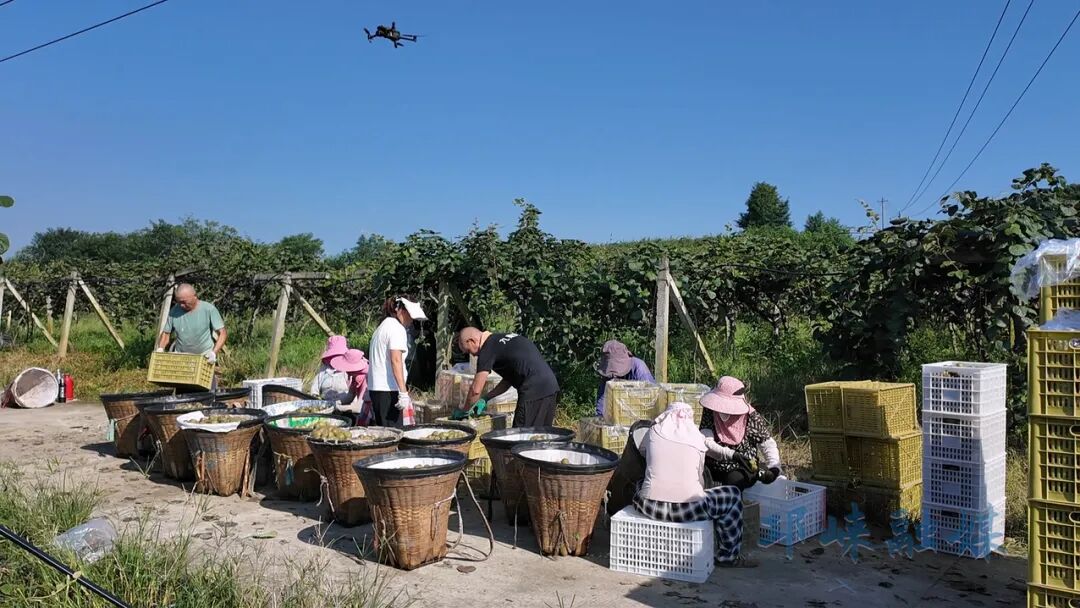 成都上新！比小米椒辣10倍插图2