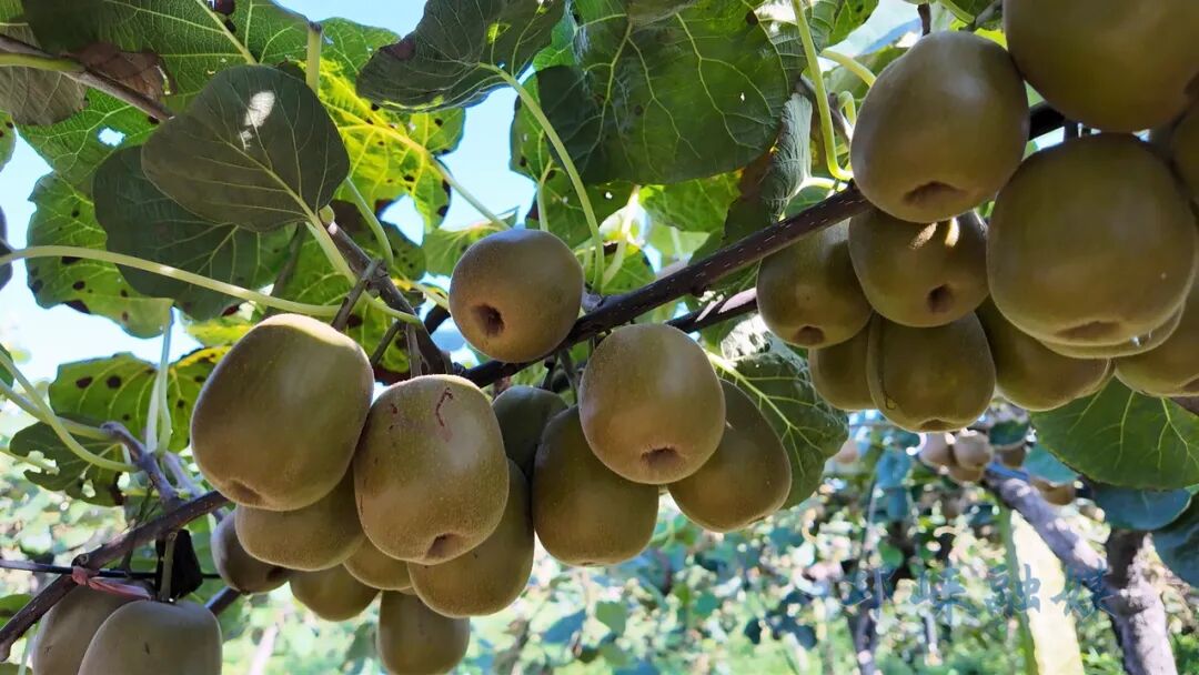 成都上新！比小米椒辣10倍插图3