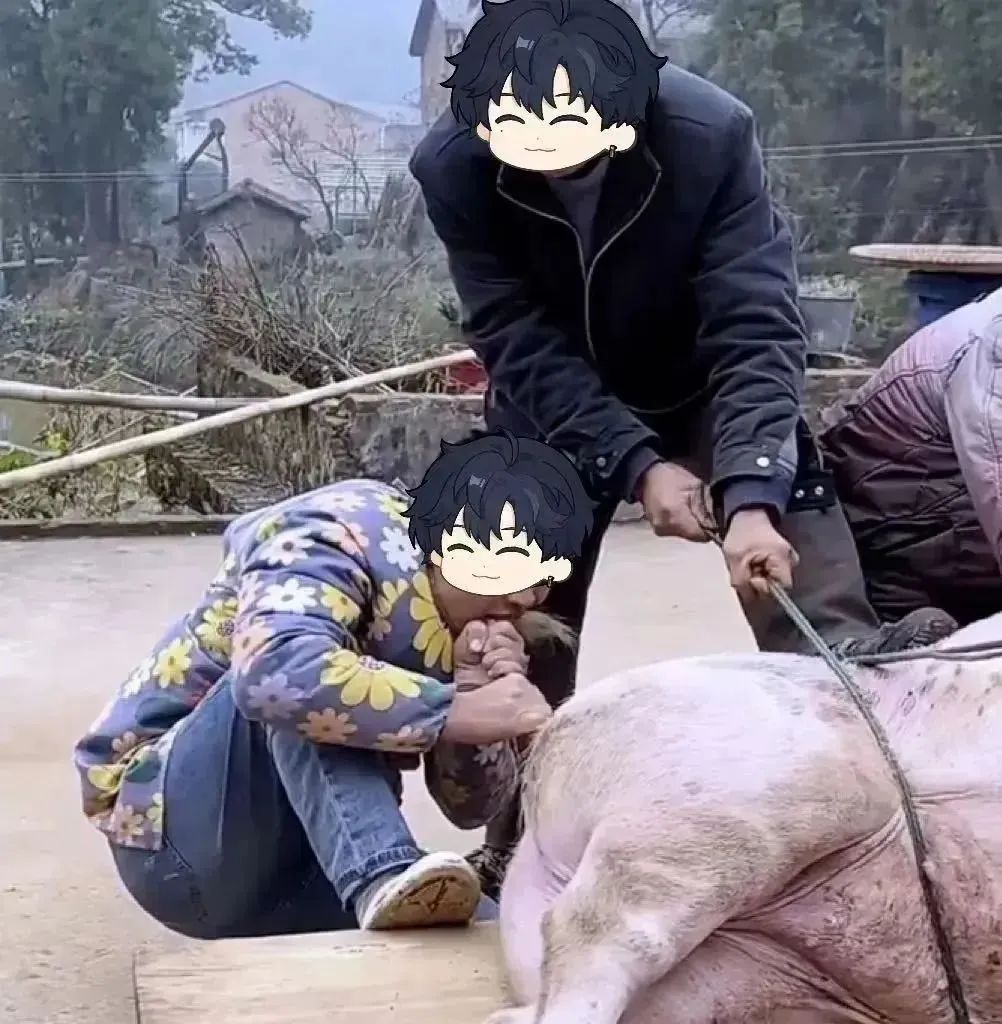 过年杀猪被“二师兄”反咬，咋办？在线等