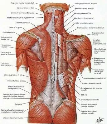 脊柱侧弯后的肌肉问题：肌肉失衡 长短和强弱不一致