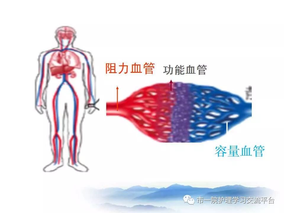 循环系统常见症状与体征的护理ppt
