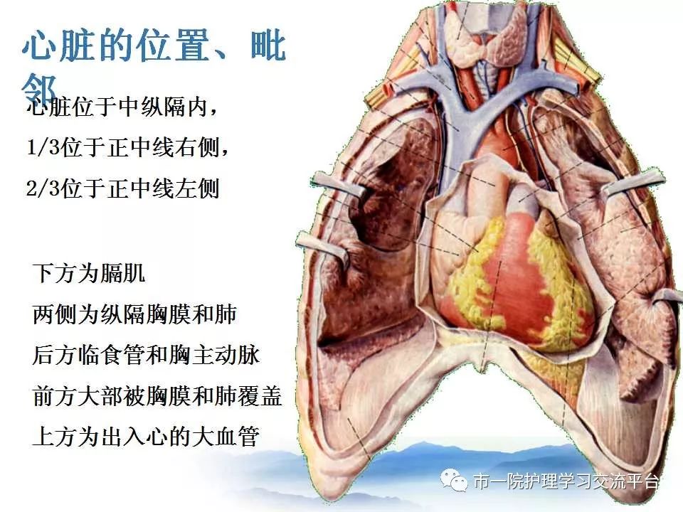 循环系统常见症状与体征的护理ppt