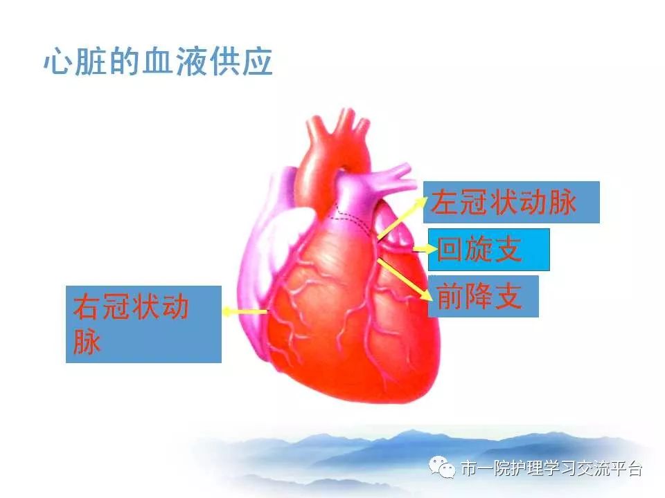 循环系统常见症状与体征的护理ppt