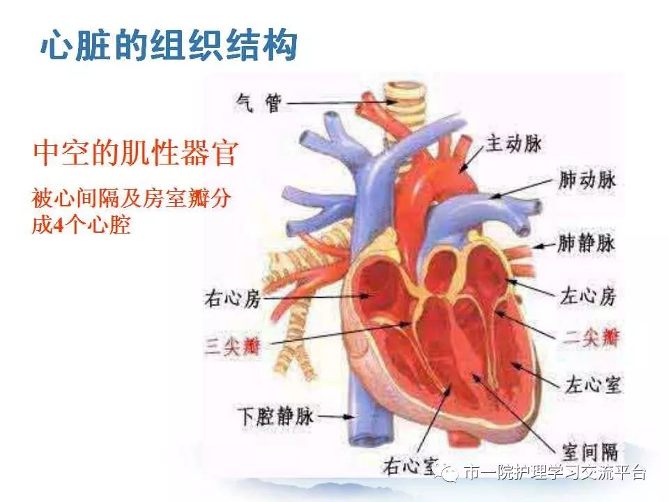 循环系统常见症状与体征的护理ppt