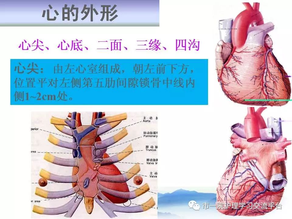 循环系统常见症状与体征的护理ppt
