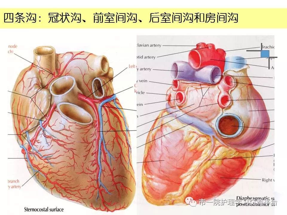 循环系统常见症状与体征的护理ppt