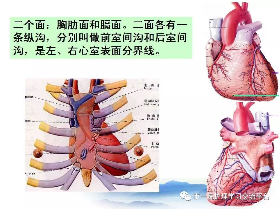 循环系统常见症状与体征的护理ppt
