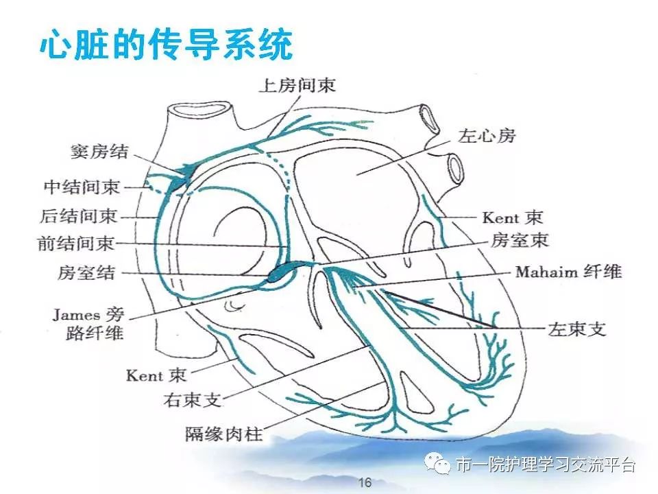 循环系统常见症状与体征的护理ppt