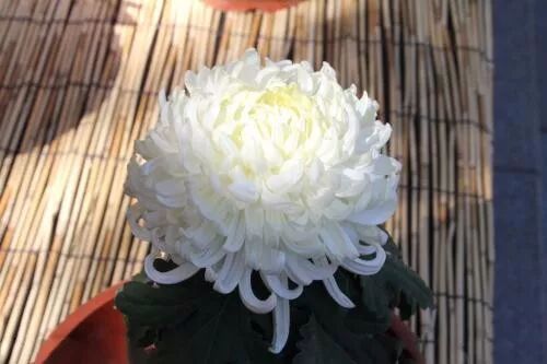 白菊花的功效 爱种网名谷屋 绵阳新闻