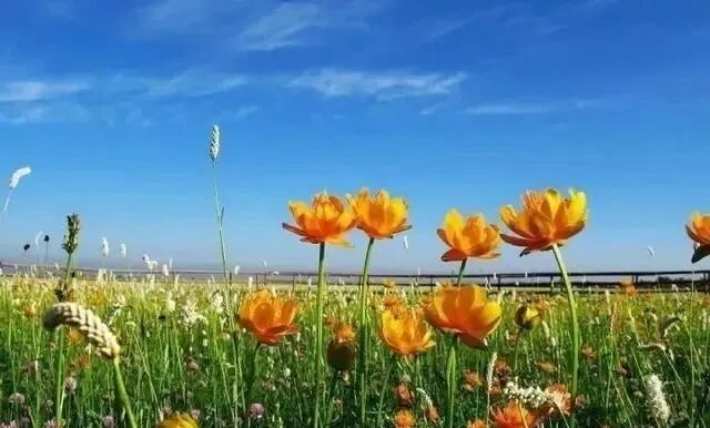 這是我的家鄉 沽源 中國熱點