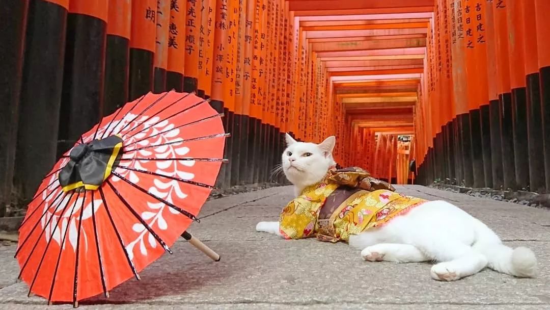 日本人吸猫走火入魔竟开设 猫猫寺 从住持到僧人全是猫 这下真的是猫奴的天堂了 日本京都民宿 微信公众号文章阅读