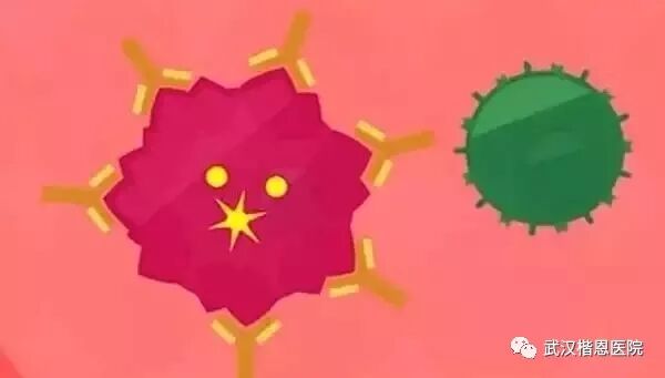 NK细胞：当我杀死癌细胞的那一刻，连我自己都害怕！