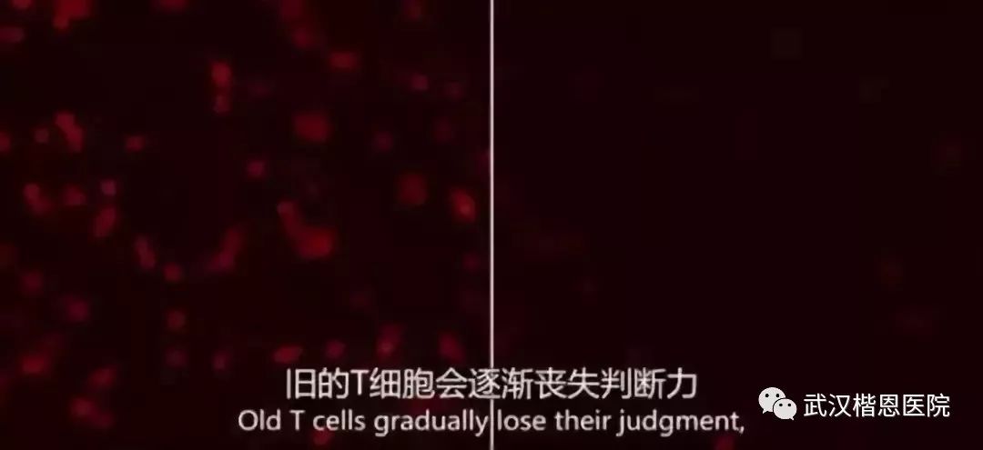 NK细胞：当我杀死癌细胞的那一刻，连我自己都害怕！