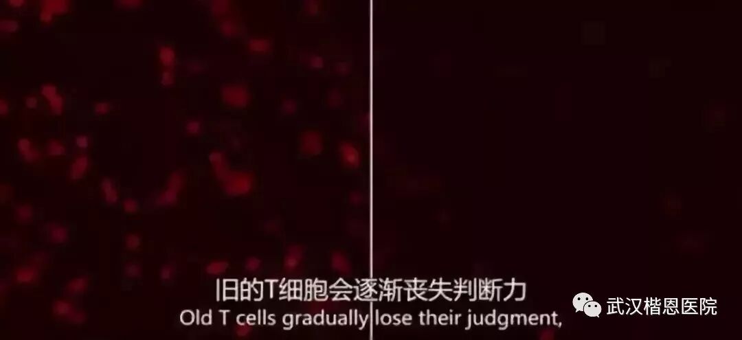 NK细胞：当我杀死癌细胞的那一刻，连我自己都害怕！