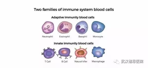 NK细胞：当我杀死癌细胞的那一刻，连我自己都害怕！