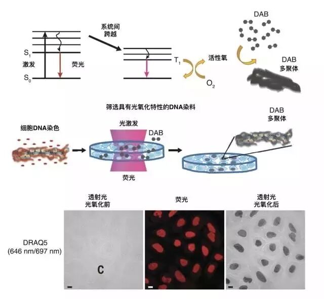 科学家眼中的DNA无序之美（新技术）