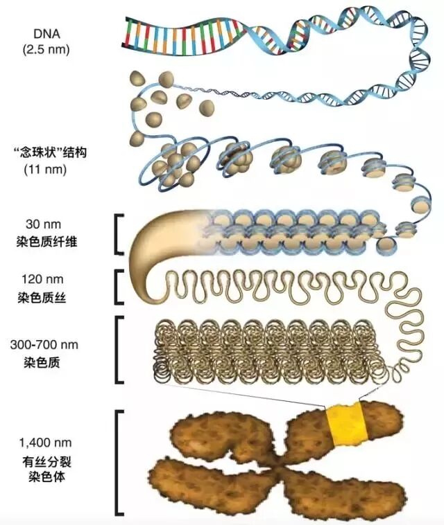 科学家眼中的DNA无序之美（新技术）