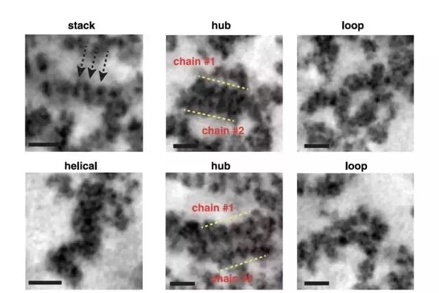 科学家眼中的DNA无序之美（新技术）