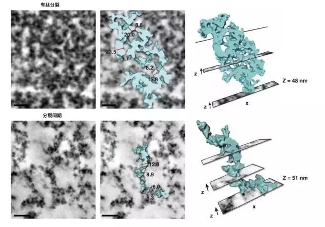 科学家眼中的DNA无序之美（新技术）