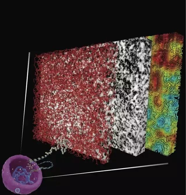 科学家眼中的DNA无序之美（新技术）