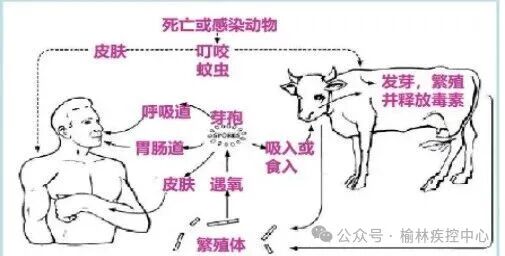 图文