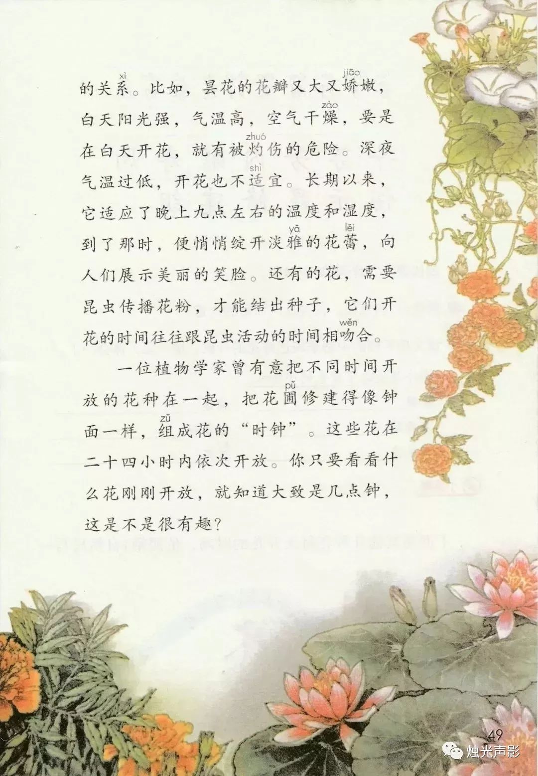 三（下），13.《花钟》~部编版语文课文朗读（内附生字书写视频）