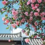 蔷薇绽放，古城之春浪漫满分