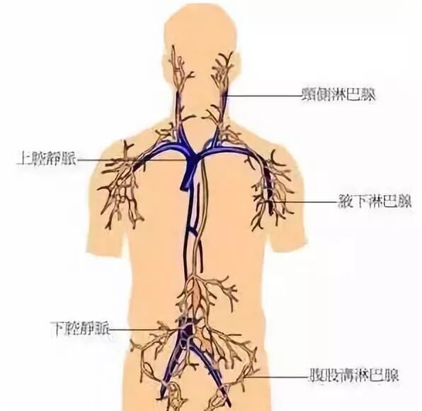 用佳合家美平衡霜多多涂抹三大淋巴v部位的好处