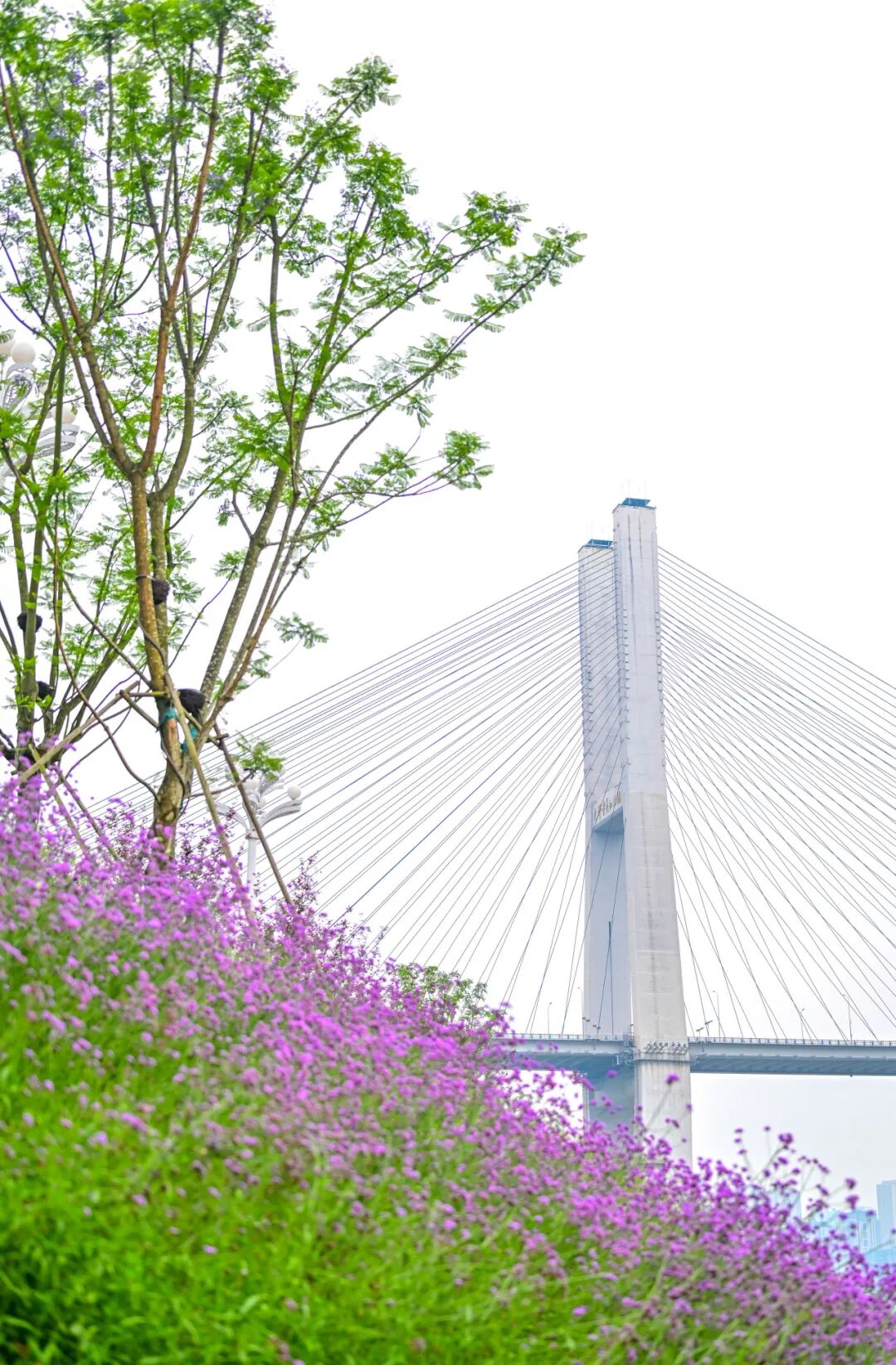 刘家坪立交,大佛寺滨江公园,6号线重庆东站段有新进展