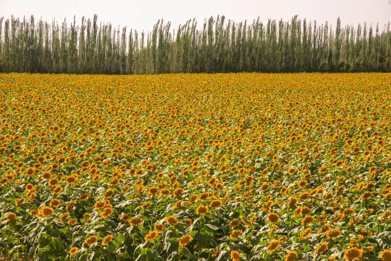 和田看变化丨洛浦县:向日葵花开乡村美-和田地区纪委监委网站