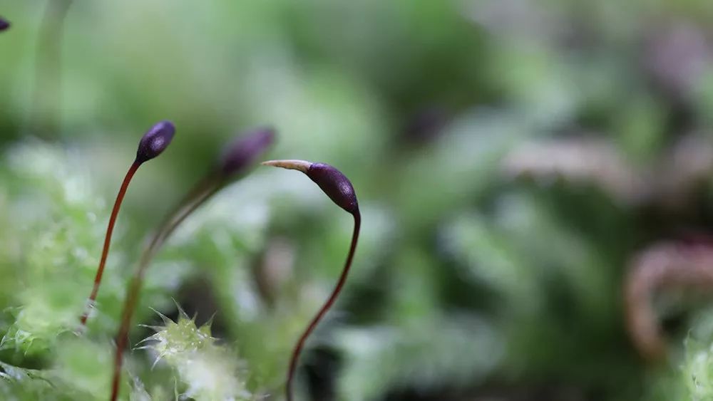 這就是苔花 植覺intuition 微文庫