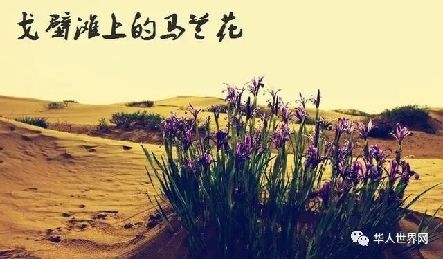 马兰，一种在被称为生命绝地的罗布泊沙漠中仍能扎根绽放的野花。.jpg