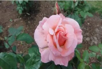 安吉拉月季_月季安吉拉的优缺点_月季安吉拉是一季花吗