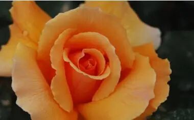 月季安吉拉的优缺点_安吉拉月季_月季安吉拉是一季花吗