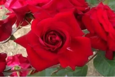 月季安吉拉是一季花吗_安吉拉月季_月季安吉拉的优缺点