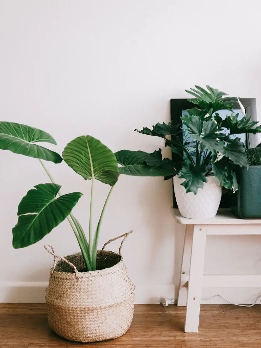 月季安吉拉是一季花吗_安吉拉月季_月季安吉拉的优缺点