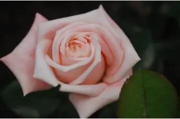 月季安吉拉是一季花吗_月季安吉拉的优缺点_安吉拉月季