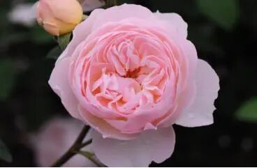 月季安吉拉是一季花吗_月季安吉拉的优缺点_安吉拉月季