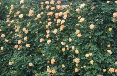 月季安吉拉的优缺点_安吉拉月季_月季安吉拉是一季花吗