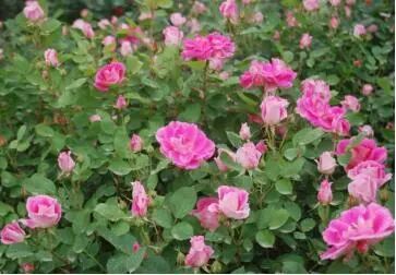 月季安吉拉的优缺点_安吉拉月季_月季安吉拉是一季花吗