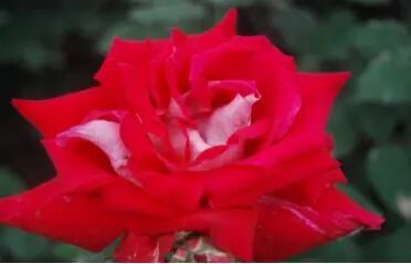 月季安吉拉是一季花吗_月季安吉拉的优缺点_安吉拉月季