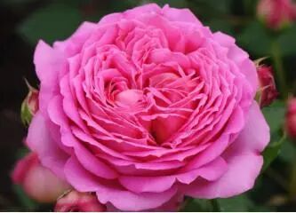 安吉拉月季_月季安吉拉的优缺点_月季安吉拉是一季花吗