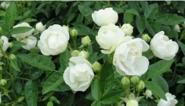 安吉拉月季_月季安吉拉的优缺点_月季安吉拉是一季花吗