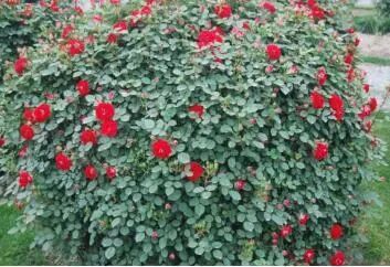 安吉拉月季_月季安吉拉的优缺点_月季安吉拉是一季花吗