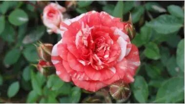 安吉拉月季_月季安吉拉的优缺点_月季安吉拉是一季花吗