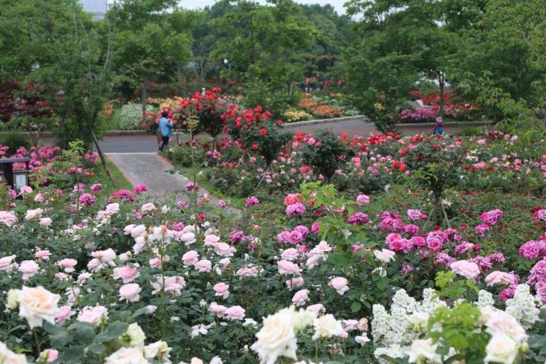 月季安吉拉的优缺点_安吉拉月季_月季安吉拉是一季花吗